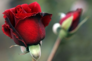 Gorgeous Red Rose - Obrázkek zdarma pro 720x320