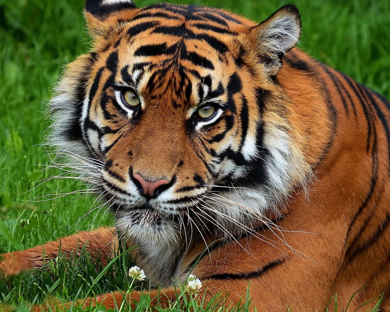 Sfondi South China Tiger 1280x1024