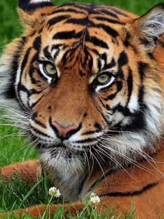 Das South China Tiger Wallpaper 240x320