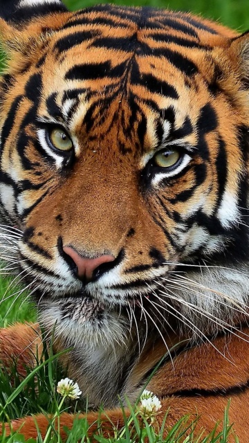 South China Tiger screenshot #1 360x640