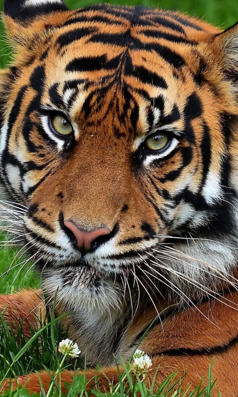 South China Tiger wallpaper 480x800