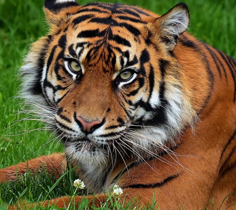 South China Tiger screenshot #1 960x854