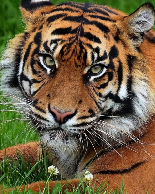 South China Tiger - Fondos de pantalla gratis para Nokia Lumia 925