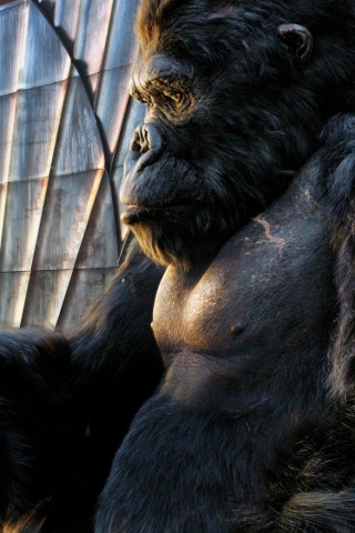 Das King Kong Film Wallpaper 320x480