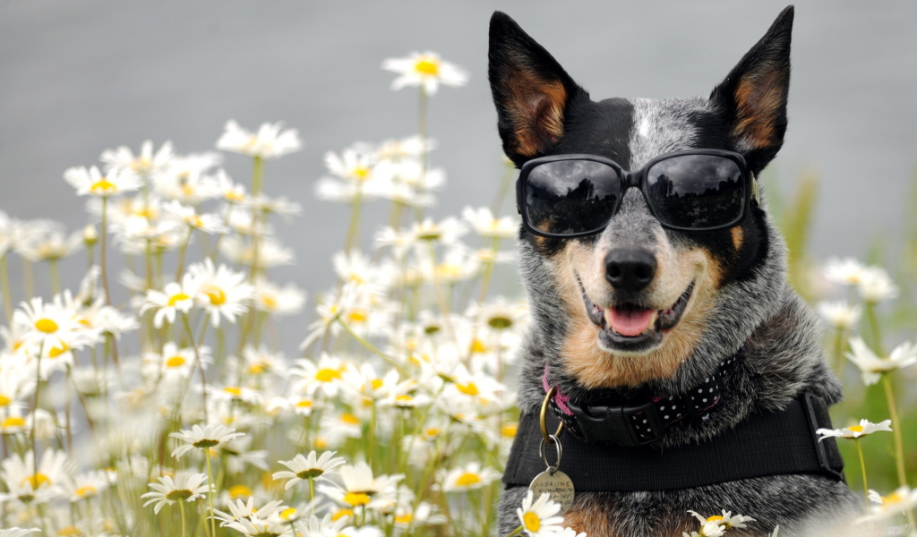 Fondo de pantalla Dog, Sunglasses And Daisies 1024x600