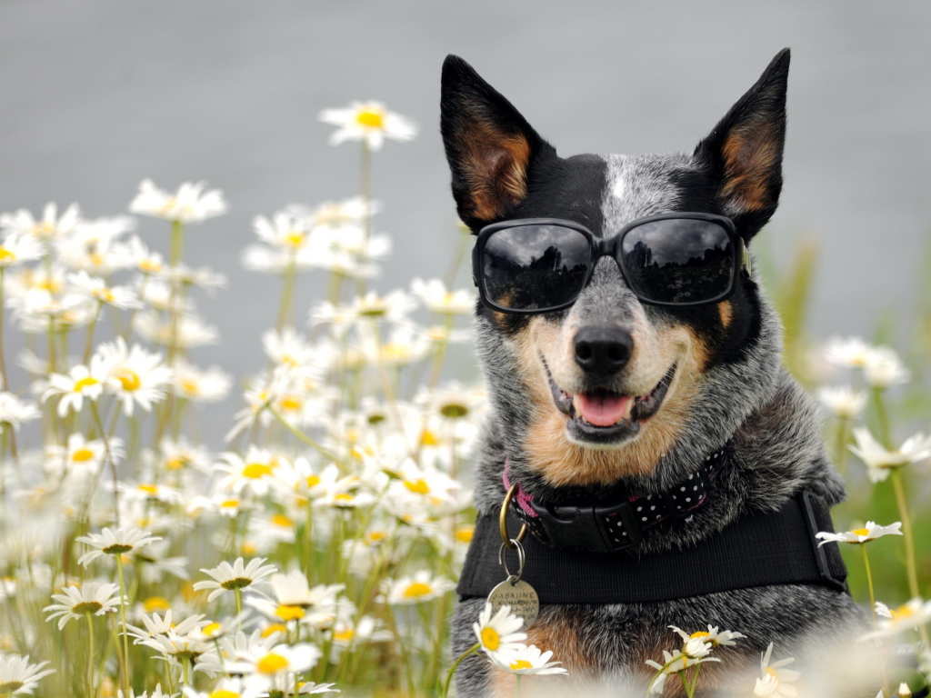 Fondo de pantalla Dog, Sunglasses And Daisies 1024x768