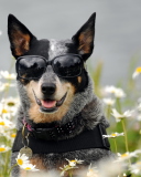 Dog, Sunglasses And Daisies screenshot #1 128x160