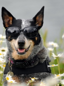 Das Dog, Sunglasses And Daisies Wallpaper 132x176