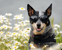 Das Dog, Sunglasses And Daisies Wallpaper 220x176