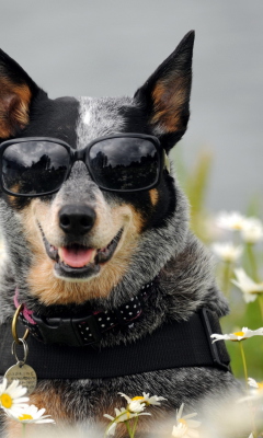 Sfondi Dog, Sunglasses And Daisies 240x400