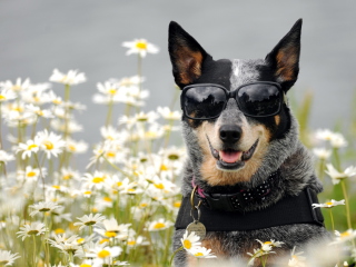 Screenshot №1 pro téma Dog, Sunglasses And Daisies 320x240