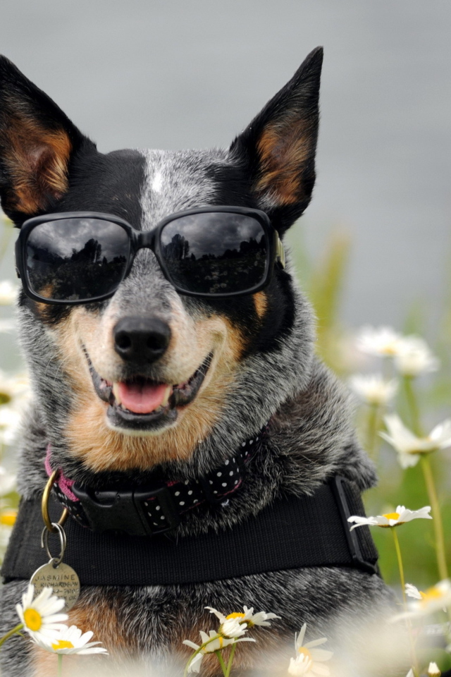 Screenshot №1 pro téma Dog, Sunglasses And Daisies 640x960