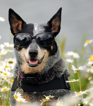 Dog, Sunglasses And Daisies - Obrázkek zdarma pro Nokia Asha 300