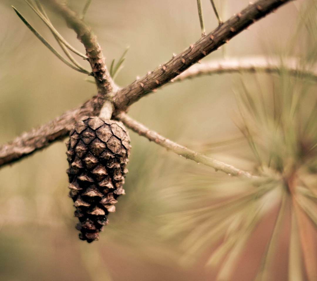 Fir Cone wallpaper 1080x960