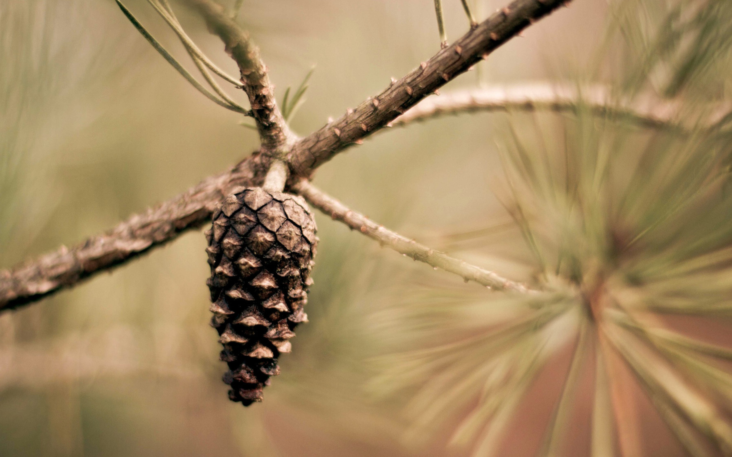 Screenshot №1 pro téma Fir Cone 2560x1600