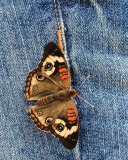 Butterfly Likes Jeans wallpaper 128x160