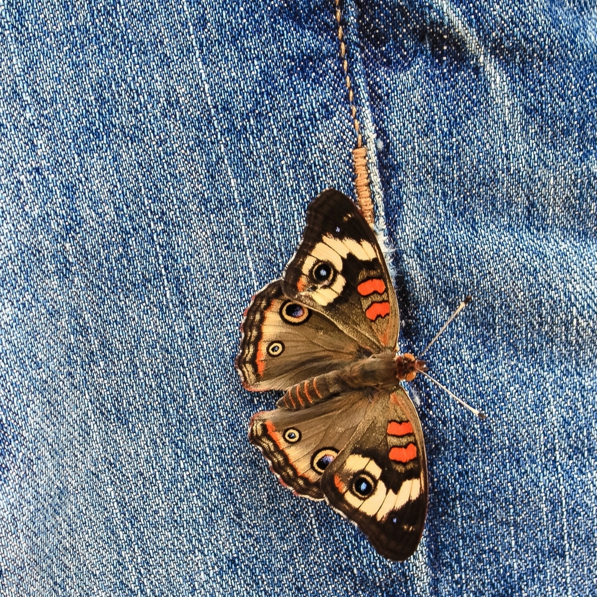 Das Butterfly Likes Jeans Wallpaper 2048x2048