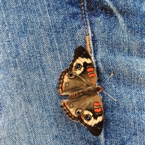Fondo de pantalla Butterfly Likes Jeans 208x208
