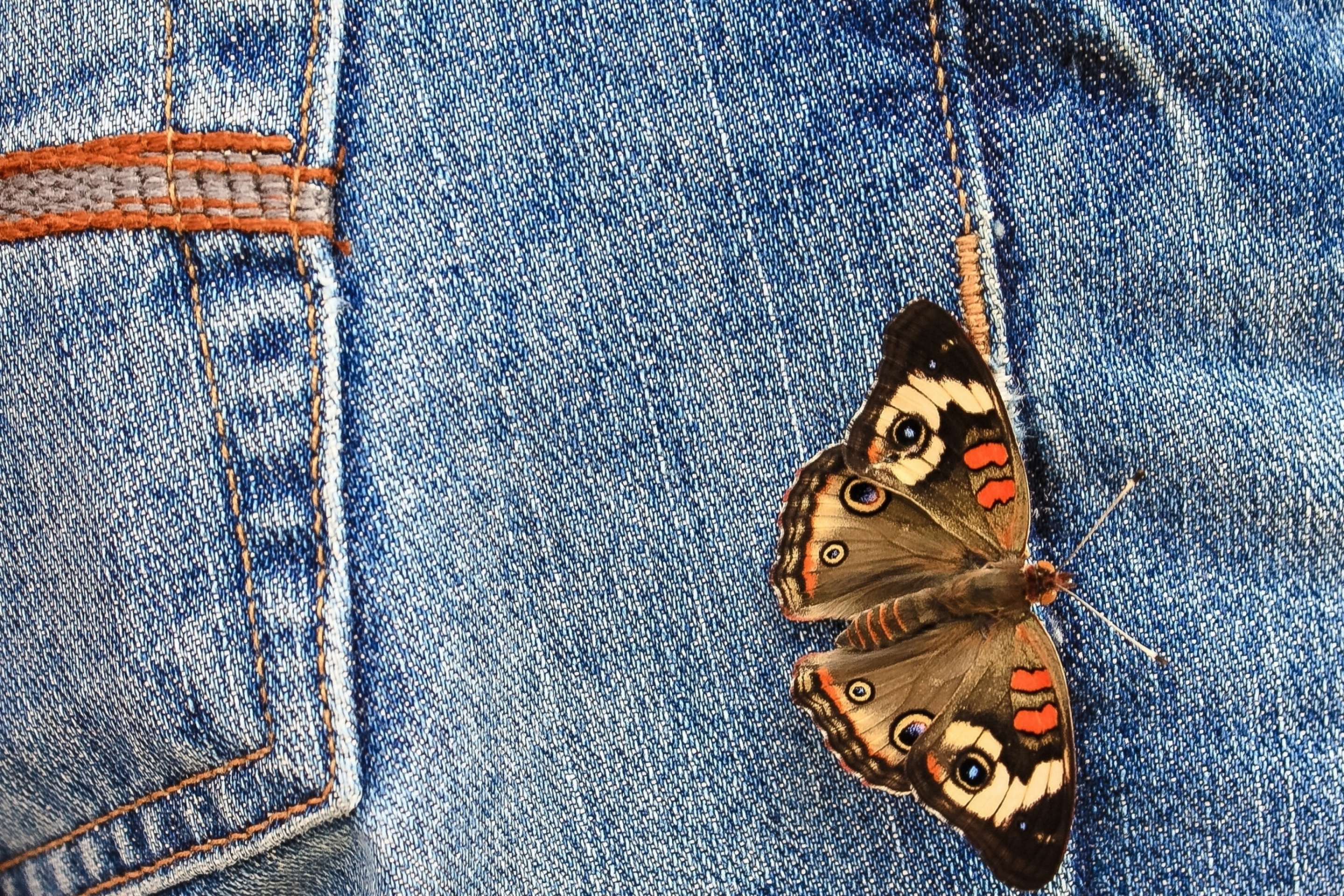 Обои Butterfly Likes Jeans 2880x1920