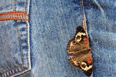 Screenshot №1 pro téma Butterfly Likes Jeans 480x320
