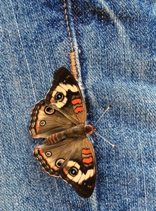 Butterfly Likes Jeans sfondi gratuiti per 640x1136