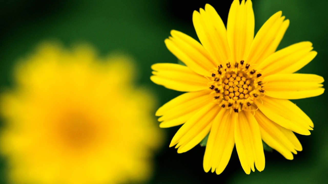 Beautiful Yellow Flower screenshot #1 1280x720