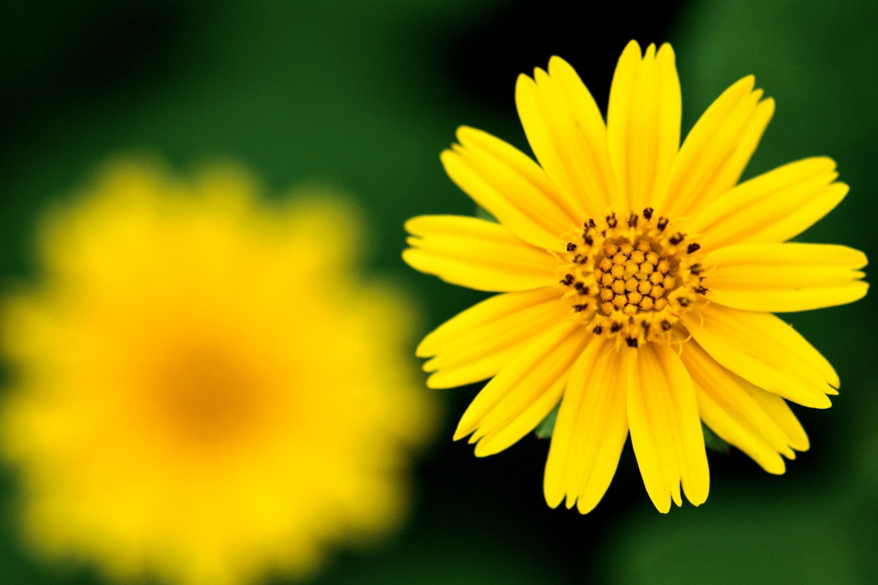 Fondo de pantalla Beautiful Yellow Flower 2880x1920