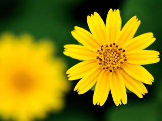 Screenshot №1 pro téma Beautiful Yellow Flower 320x240