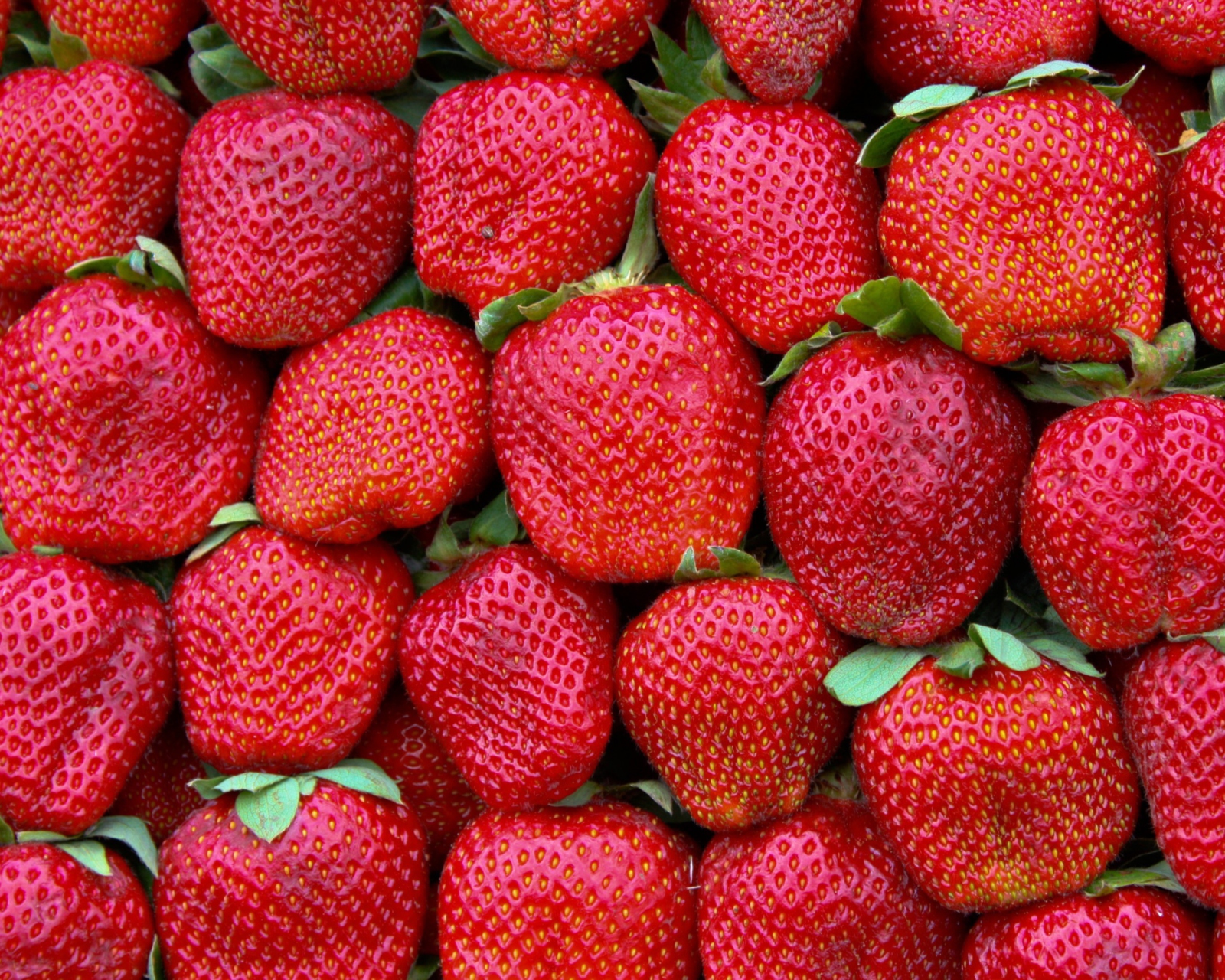 Best Strawberries screenshot #1 1600x1280