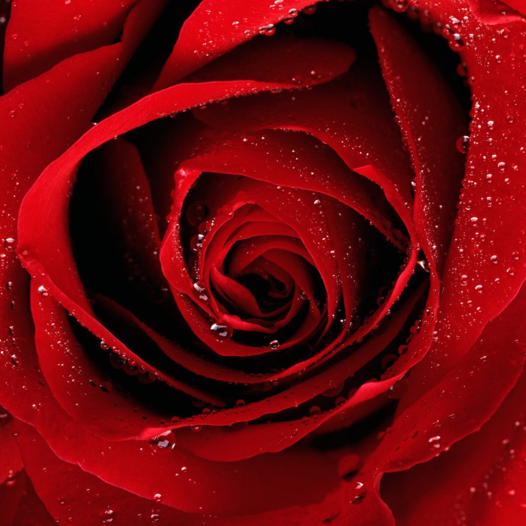 Das Scarlet Rose With Water Drops Wallpaper 1024x1024