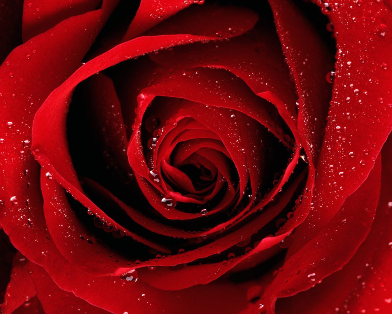 Fondo de pantalla Scarlet Rose With Water Drops 1600x1280