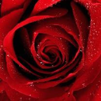 Screenshot №1 pro téma Scarlet Rose With Water Drops 208x208