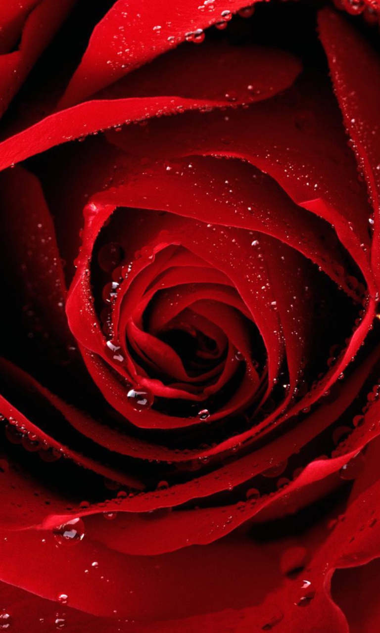 Fondo de pantalla Scarlet Rose With Water Drops 768x1280