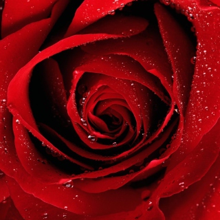 Scarlet Rose With Water Drops papel de parede para celular para iPad