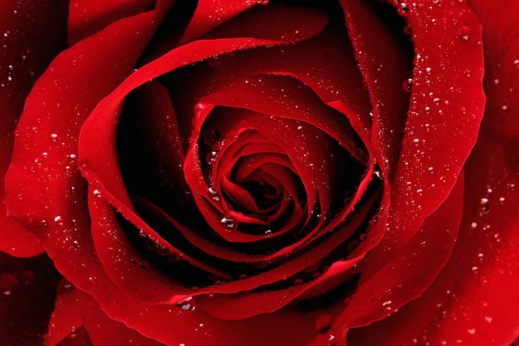 Scarlet Rose With Water Drops wallpaper