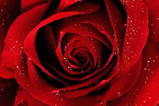 Free Scarlet Rose With Water Drops Picture for Android, iPhone and iPad