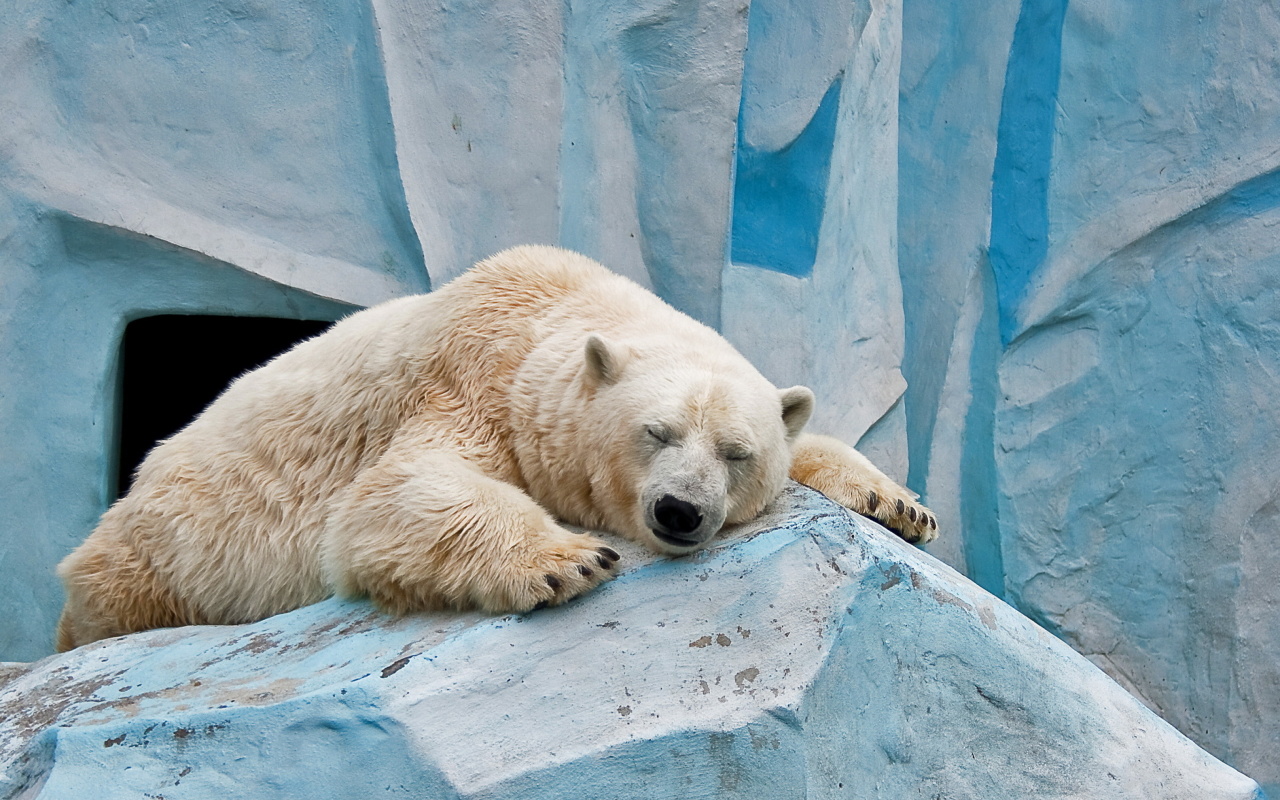 Das Sleeping Polar Bear in Columbus Zoo Wallpaper 1280x800