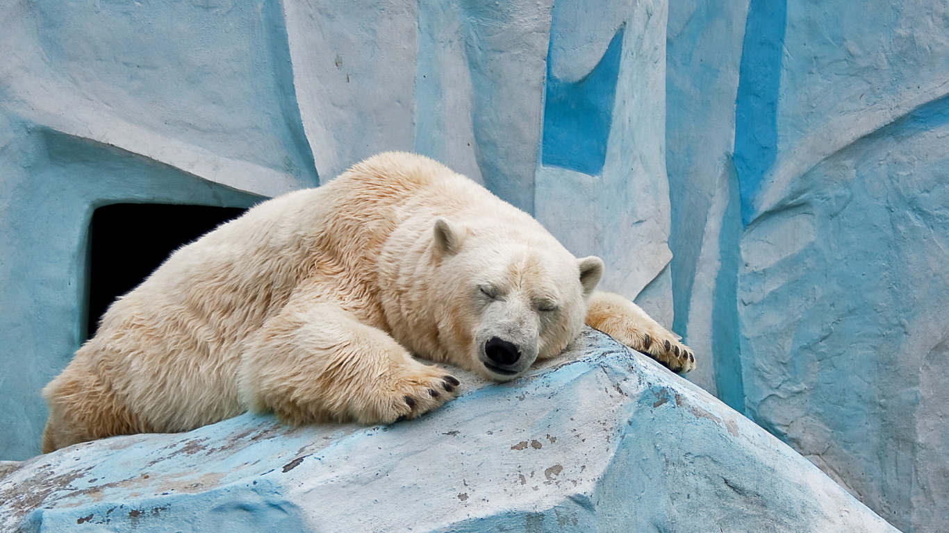 Das Sleeping Polar Bear in Columbus Zoo Wallpaper 1366x768