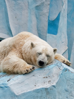 Das Sleeping Polar Bear in Columbus Zoo Wallpaper 240x320