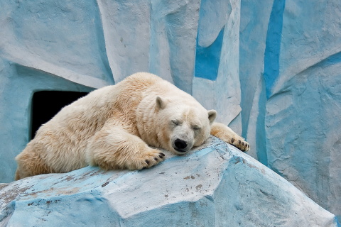 Fondo de pantalla Sleeping Polar Bear in Columbus Zoo 480x320