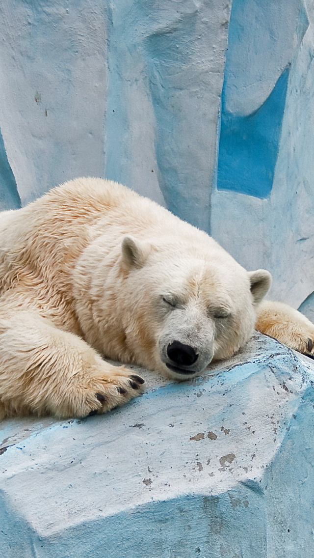 Fondo de pantalla Sleeping Polar Bear in Columbus Zoo 640x1136