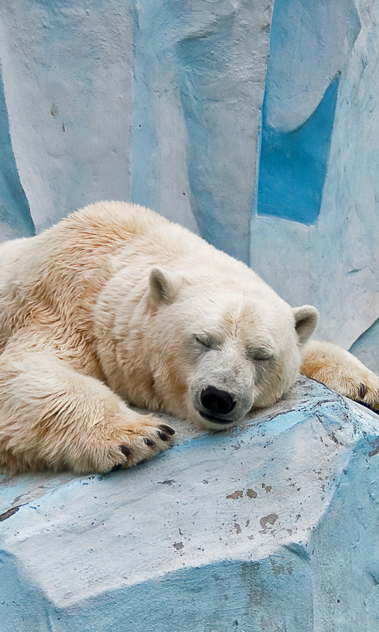 Sleeping Polar Bear in Columbus Zoo wallpaper 768x1280