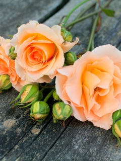 Sfondi Delicate Orange Rose Petals 240x320