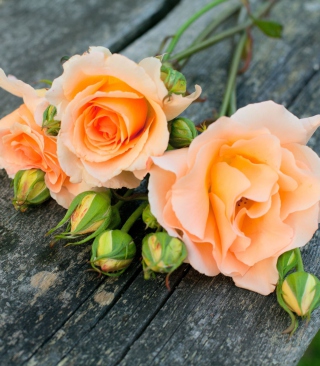 Delicate Orange Rose Petals - Obrázkek zdarma pro 640x1136