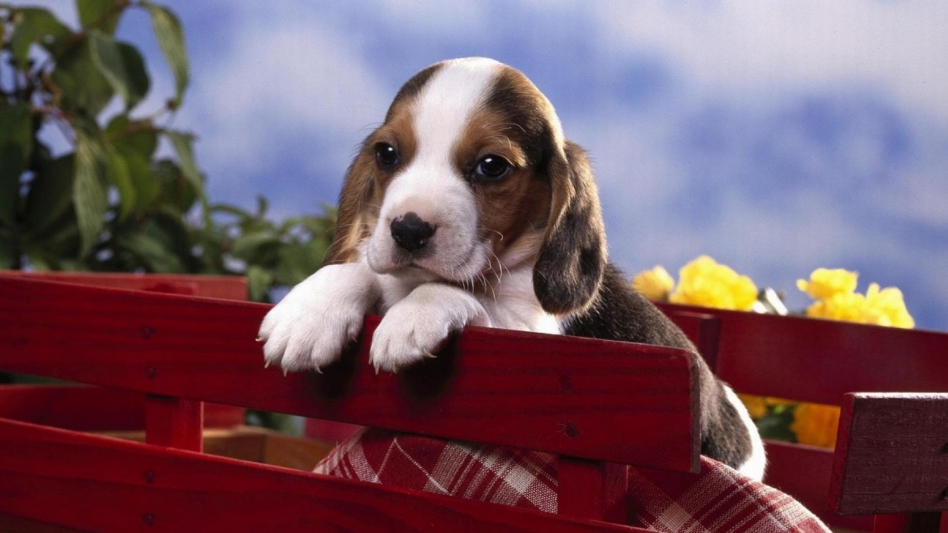 Puppy On Red Bench wallpaper 1366x768