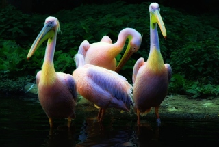 Rainbow Birds - Obrázkek zdarma pro LG Nexus 5