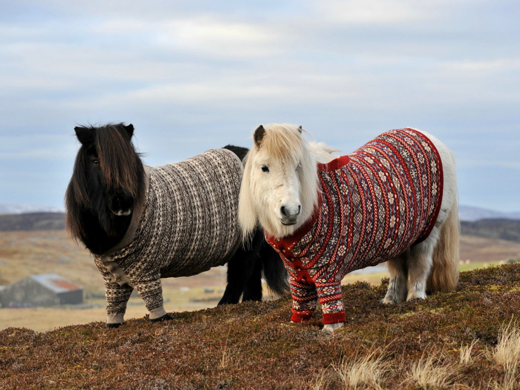 Обои Shetland Ponies 1024x768