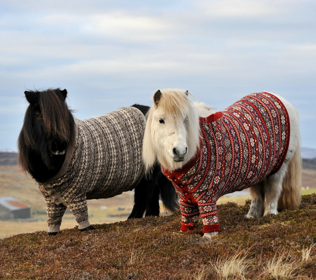 Обои Shetland Ponies 1080x960