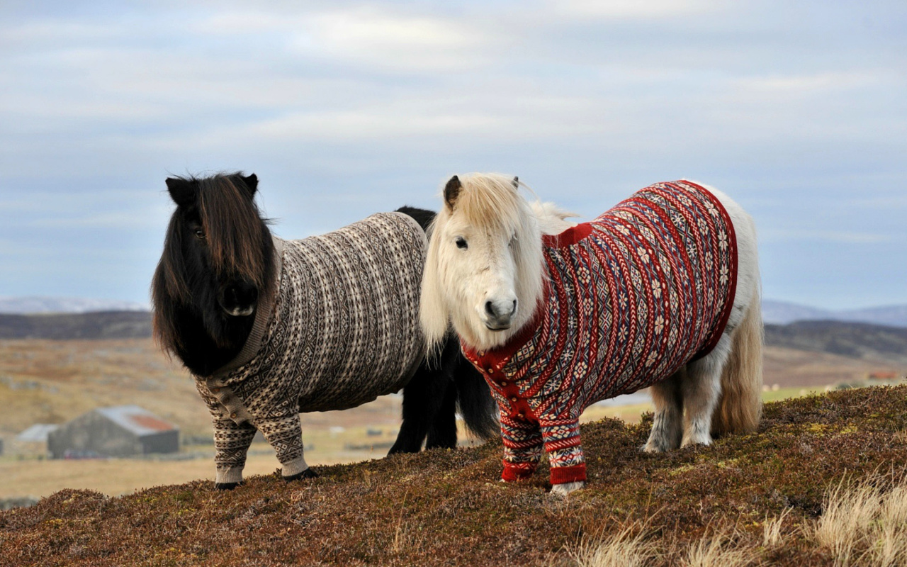 Обои Shetland Ponies 1280x800