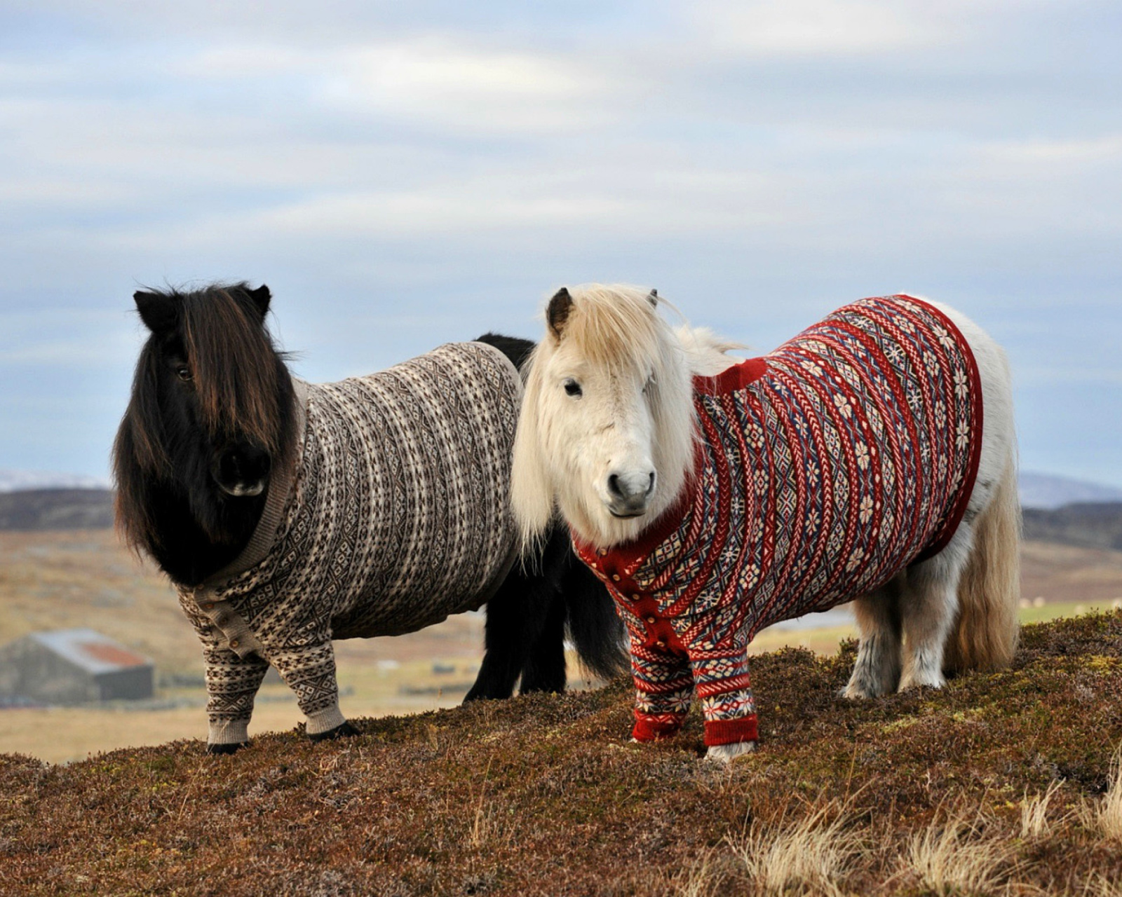 Das Shetland Ponies Wallpaper 1600x1280